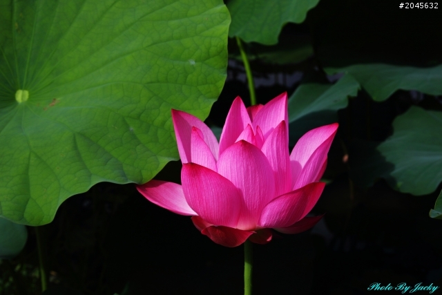 大家一起蓋個2012的荷花(蓮花)季---5/20主題正名