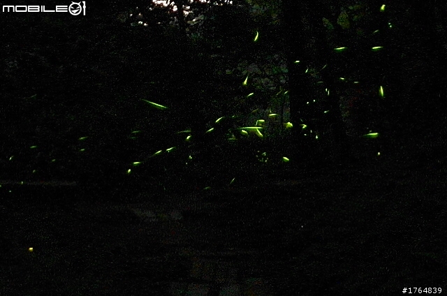 NX100 16mm F2.4 拍螢火蟲