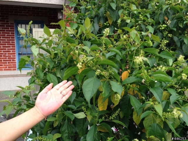 請教一下各位植物達人,這是甚麼植物呢!?