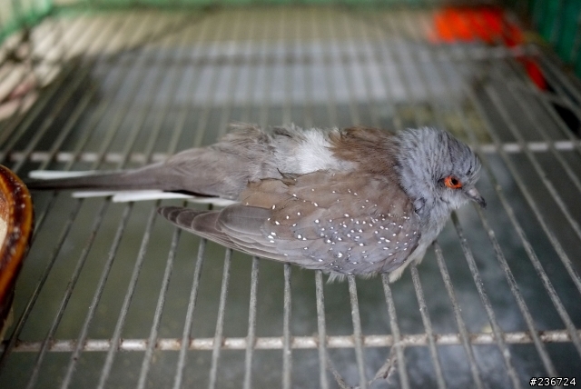 我家跑來一隻鳥，請問大家這隻是什麼鳥？