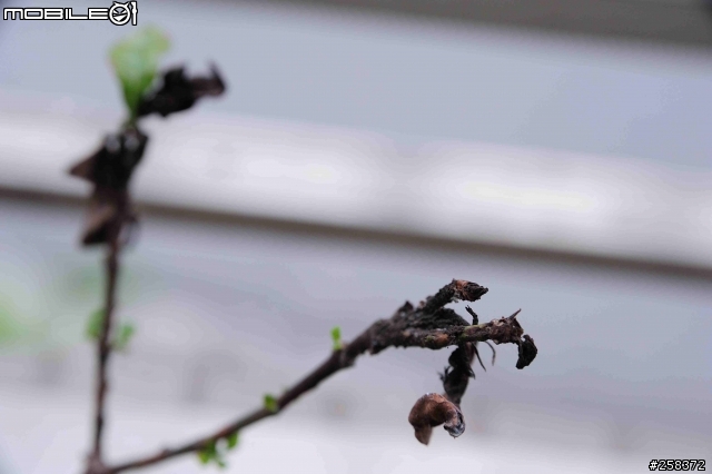 請問我的植物中了什麼病?