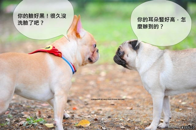 『巴哥犬』就是醬可愛 [2012-06-01 更新]