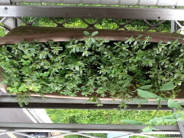 請問這是白粉病嗎？還是蟲？