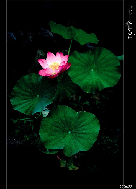 [更新]2012荷花季又到了--歡迎貼圖~~