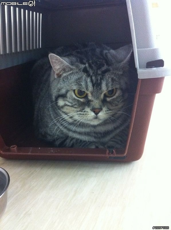有個女飼主真惡質!!棄養寵物於永康中華路寵物公園