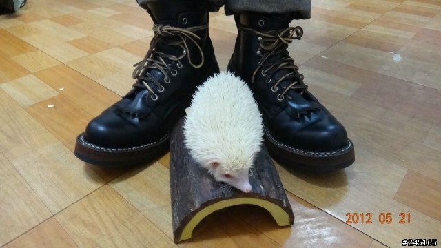 (開箱)-我要一次開5箱-mansway & chippewa & red wing & whites (圖多慎入)