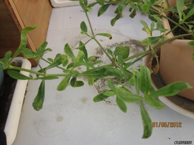 拜託植物達人告知~這是什麼植物~有人知道嗎