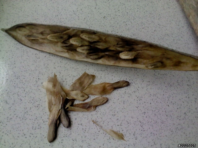 雞蛋花種子分享(~不要在私訊問種子了~已預約完畢~來不及私訊的大大等明年了~)
