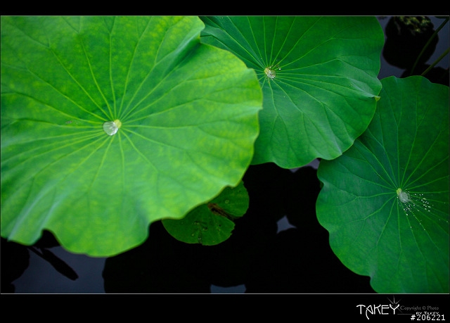 [更新]2012荷花季又到了--歡迎貼圖~~