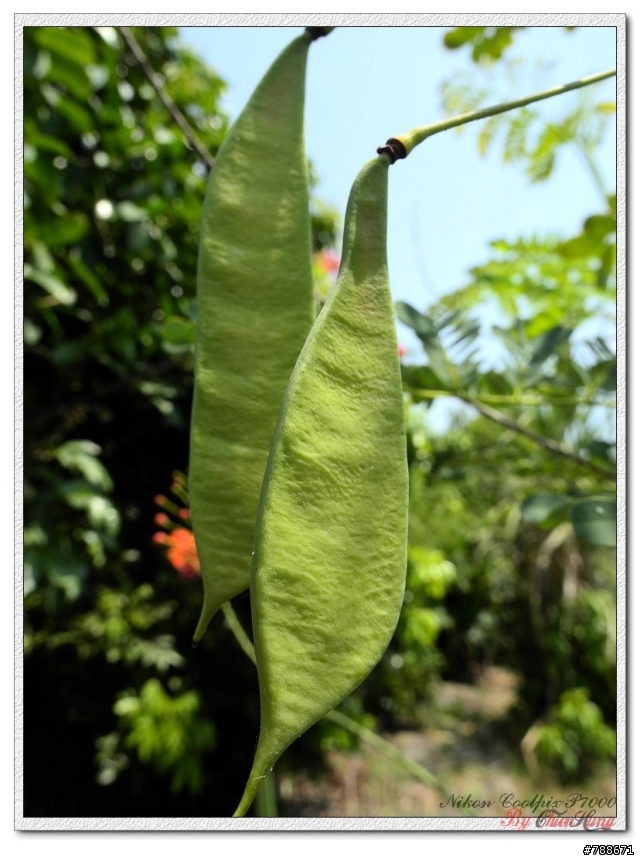 [景點]高雄大湖蕃茄會社-鳯凰花