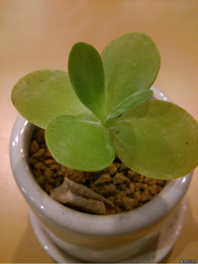 2012 SONY NXT系列 相機表現 BY SONY XPERIA S & SONY XPERIA P