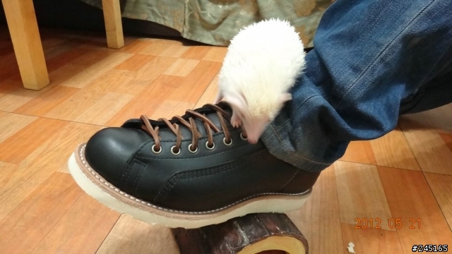 (開箱)-我要一次開5箱-mansway & chippewa & red wing & whites (圖多慎入)