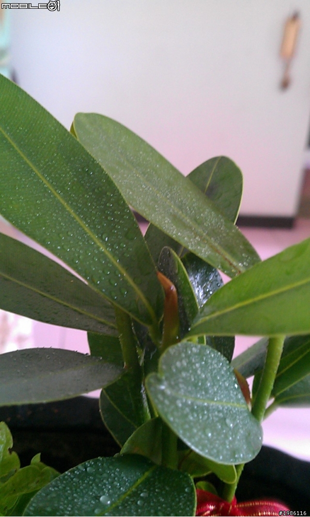 請問誰知道這些植物名稱嗎？