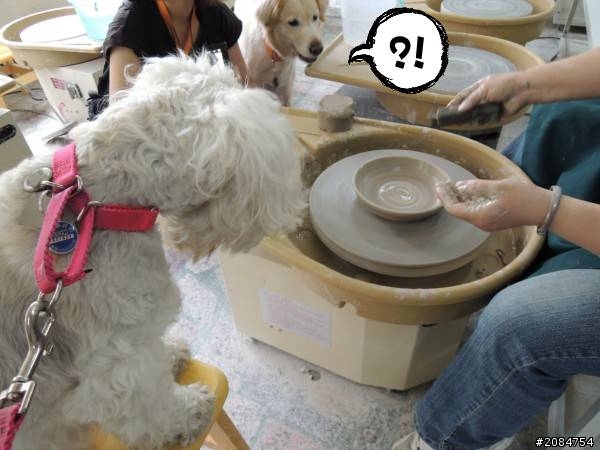 省道一姐輕省生活之絕代雙woo！