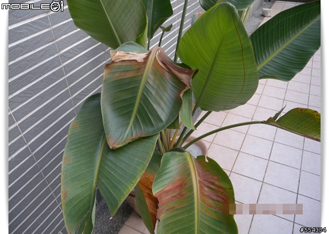 [求助] 我們家的「天堂鳥」是怎麼了~~
