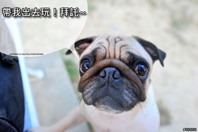 『巴哥犬』就是醬可愛 [2012-06-01 更新]