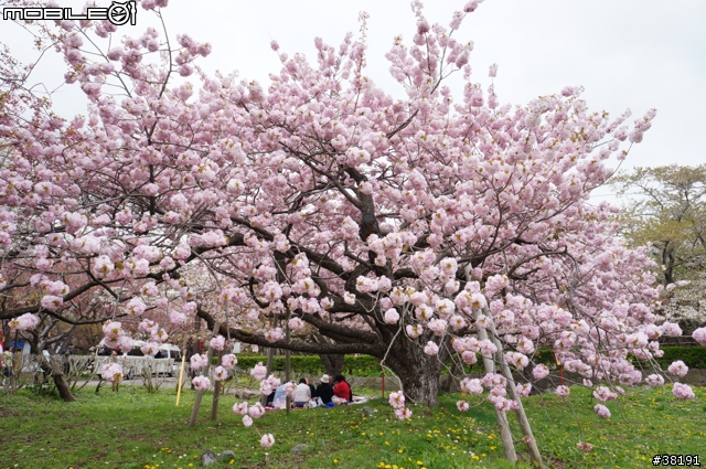 2012/05/10 北海道賞櫻之旅 Day 3 松前町公園、昭和新山、熊牧場、洞爺湖