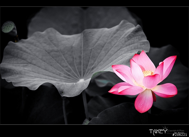 [更新]2012荷花季又到了--歡迎貼圖~~