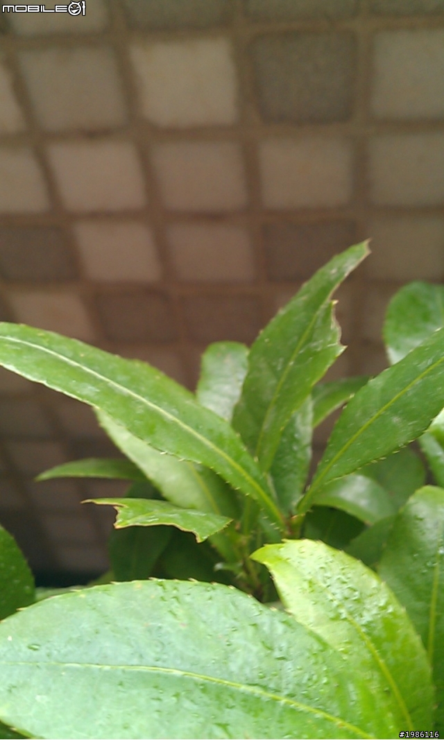 請問誰知道這些植物名稱嗎？