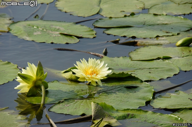 給自己的生日禮物...TAMRON e18-200快速開箱+實拍