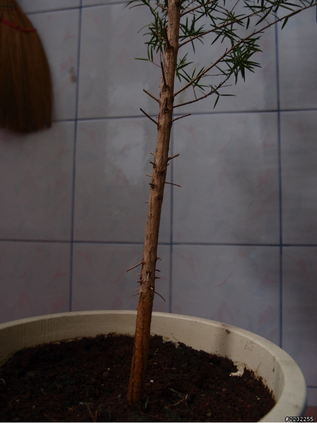 澳洲茶樹下半身長不出側枝