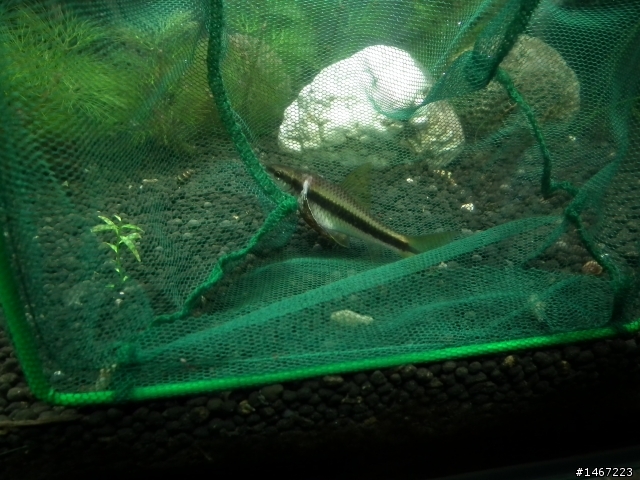最新種的淡水魚.你們應該沒看過