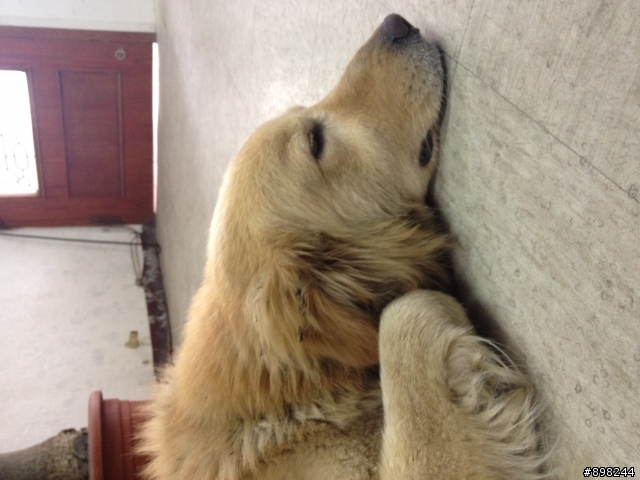 中壢中央西路二段撿到黃金獵犬一隻