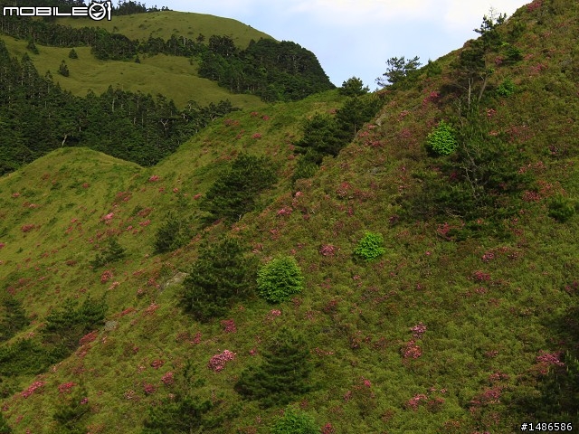 20120609合歡北峰花況(更新完畢)