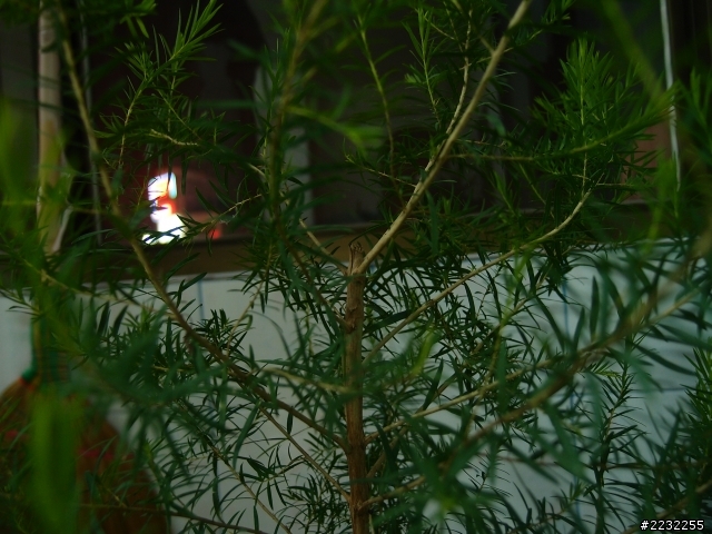 澳洲茶樹下半身長不出側枝