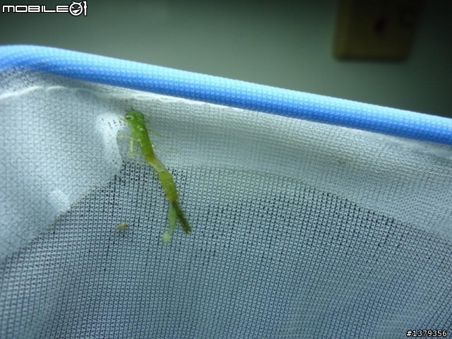 我的蝦缸出現這..是什麼蟲