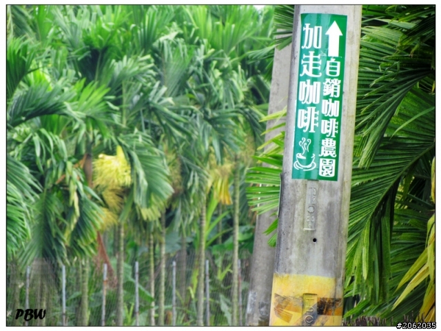 《屏東》沿山公路43K【加走咖啡園】