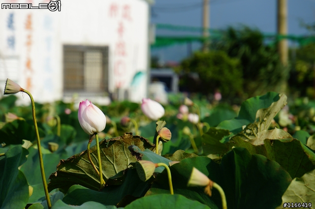 給自己的生日禮物...TAMRON e18-200快速開箱+實拍