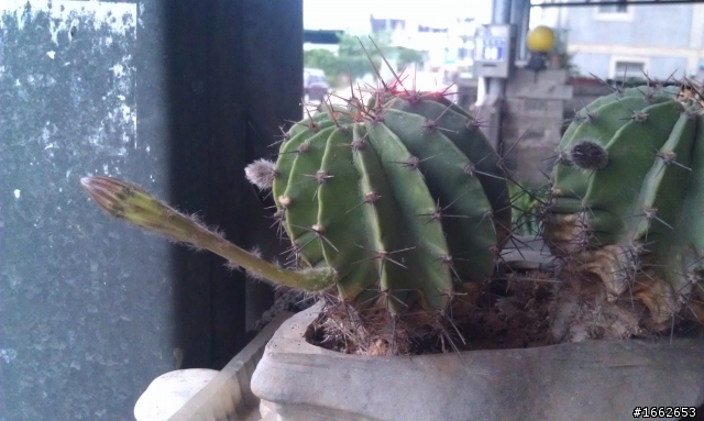 仙人掌開了10cm白色花-請問這是什麼品種呢?