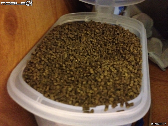 養螯蝦問題請教