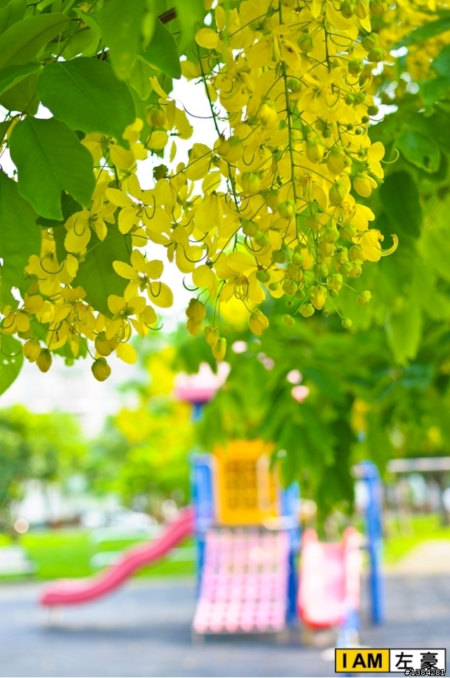 [風景] 阿勃勒之黃金雨