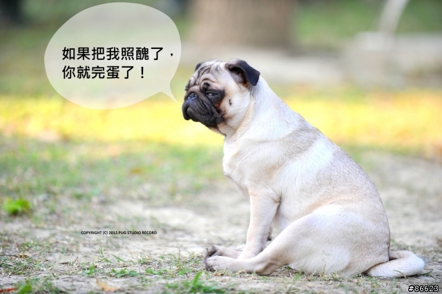 『巴哥犬』就是醬可愛 [2012-06-01 更新]