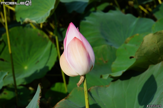 給自己的生日禮物...TAMRON e18-200快速開箱+實拍