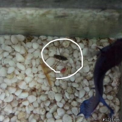 請問昆蟲專家!這是什麼水生昆蟲?