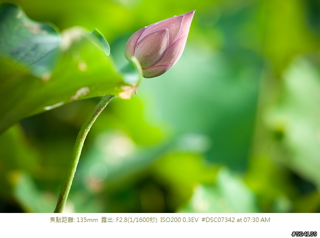 [淺談]我的荷花攝影心得