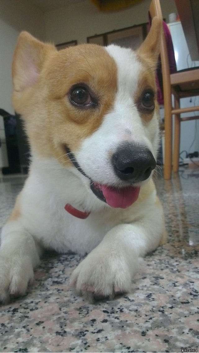 HTC ONE X  照相 (圖)