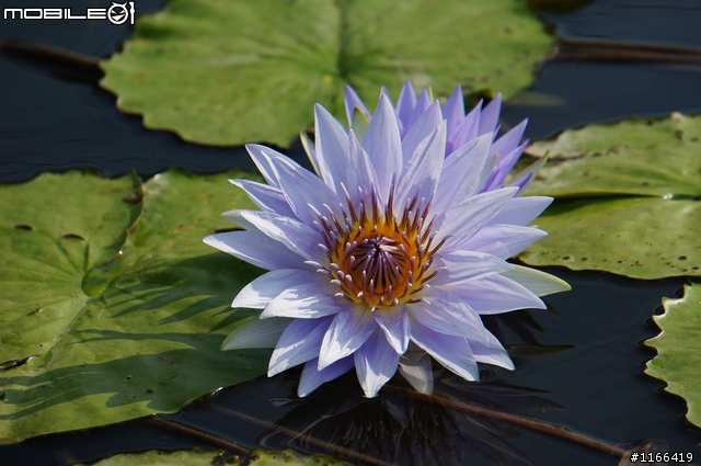 給自己的生日禮物...TAMRON e18-200快速開箱+實拍