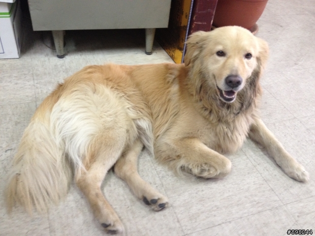 中壢中央西路二段撿到黃金獵犬一隻