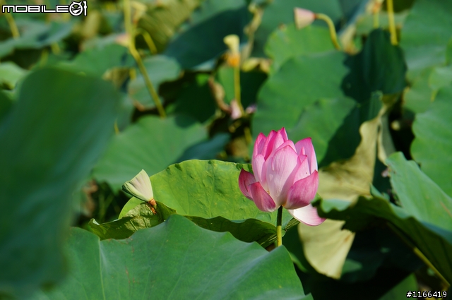 給自己的生日禮物...TAMRON e18-200快速開箱+實拍