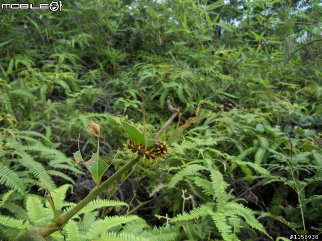 風之幻紫-原小DC改身段-巨眼(微拍)與獨眼(紅外線)