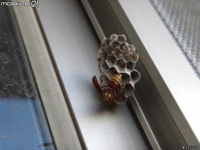 請問:這是甚麼蜂?有什麼需要注意的?