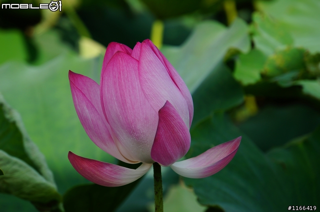給自己的生日禮物...TAMRON e18-200快速開箱+實拍