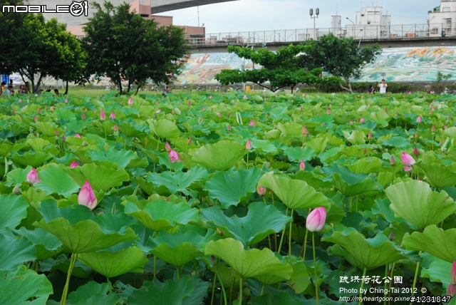 《賞花情報》疏洪荷花公園 荷花開