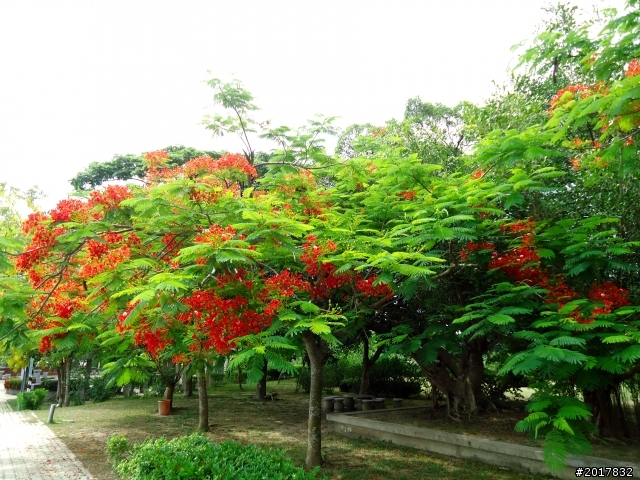 2012-6-1南瀛深度探訪之旅(關廟新光彩繪社區)