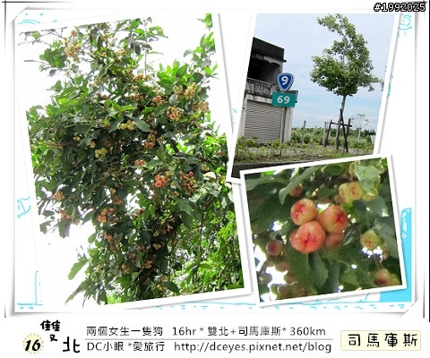 (更新完畢)兩個女生一隻狗●16hr *雙北+司馬庫斯* (360km)