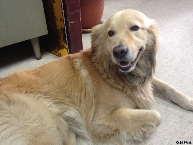 中壢中央西路二段撿到黃金獵犬一隻